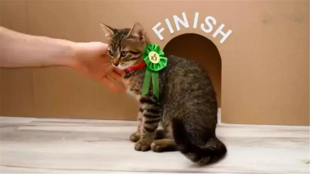 猫咪早期破解版旧版，历史、魅力与回忆的探寻